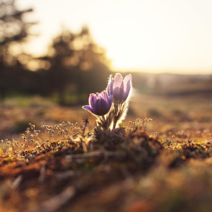 National parks landscape